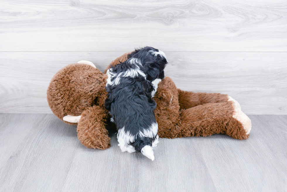 Friendly Havanese Purebred Pup