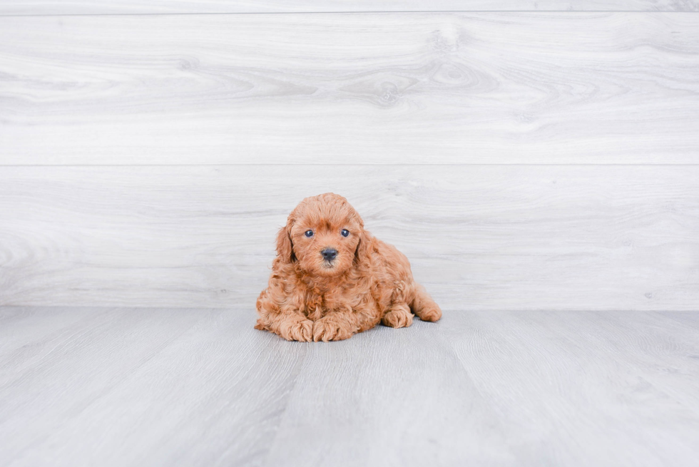 Small Mini Goldendoodle Baby