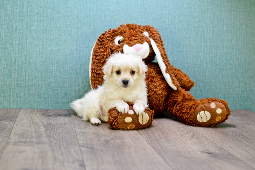 Small Maltipoo Baby