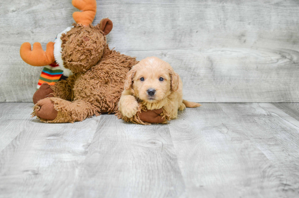 Playful Golden Retriever Poodle Mix Puppy