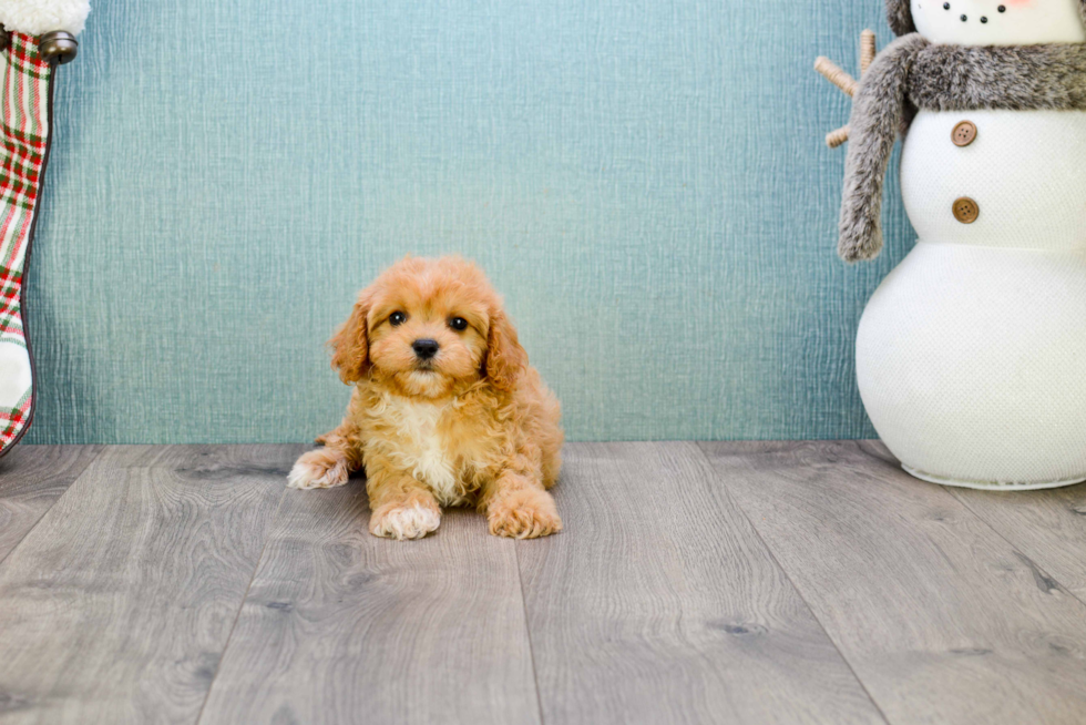 Smart Cavapoo Poodle Mix Pup