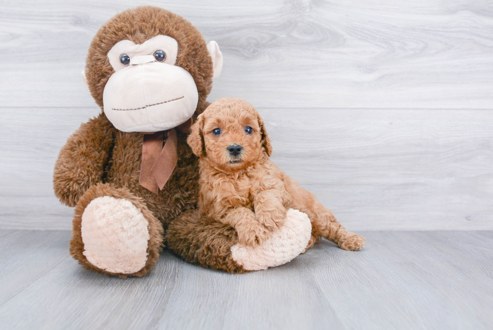 Fluffy Mini Goldendoodle Poodle Mix Pup