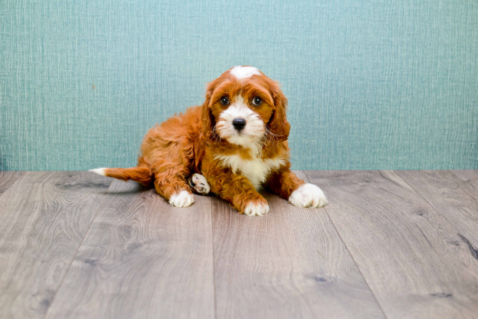 Cute Cavapoo Baby