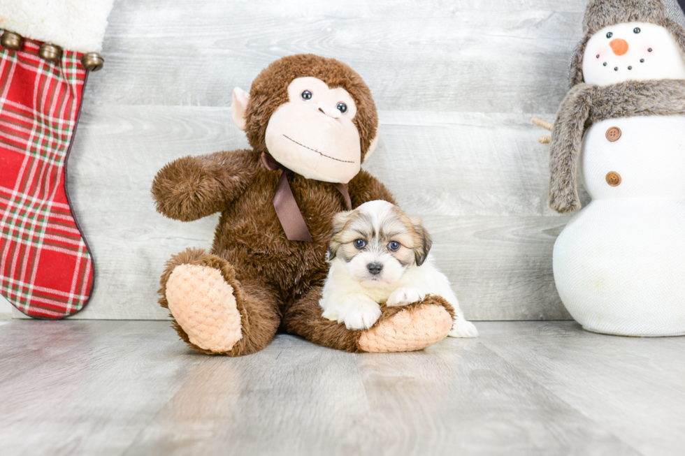 Teddy Bear Pup Being Cute