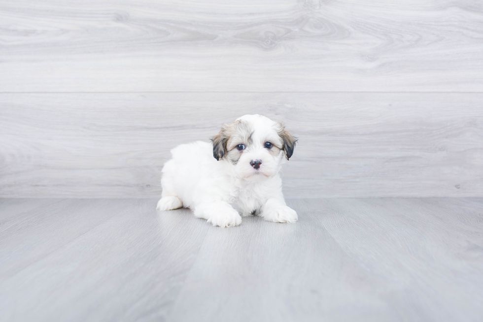 Teddy Bear Pup Being Cute