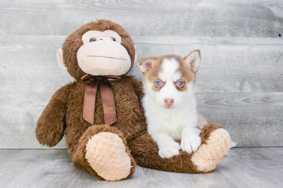 Smart Pomsky Designer Pup