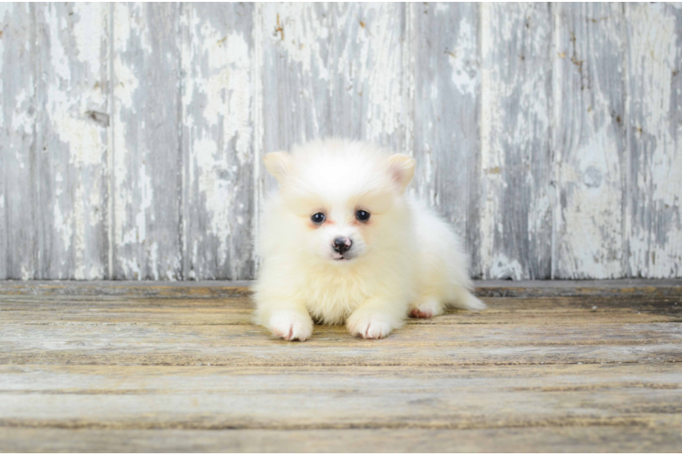 Pomeranian Puppy for Adoption