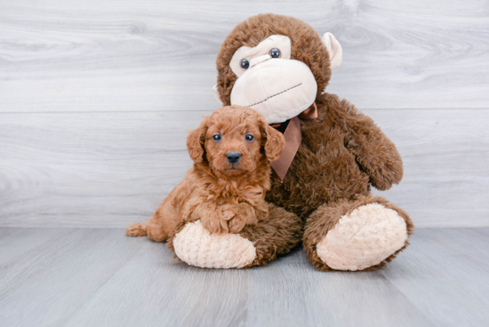 Mini Goldendoodle Pup Being Cute