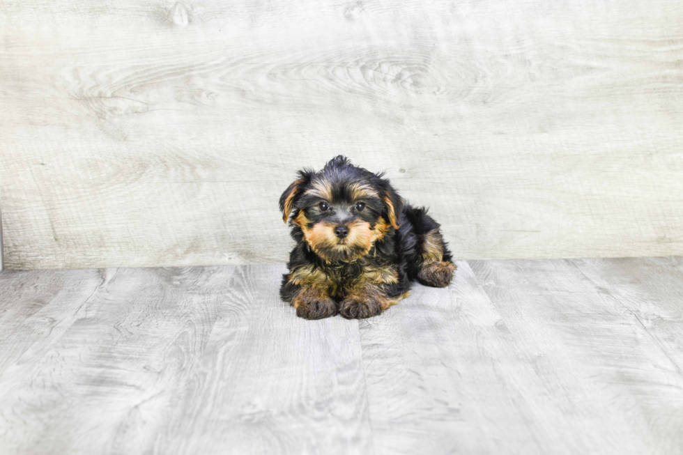 Meet Snickers - our Yorkshire Terrier Puppy Photo 