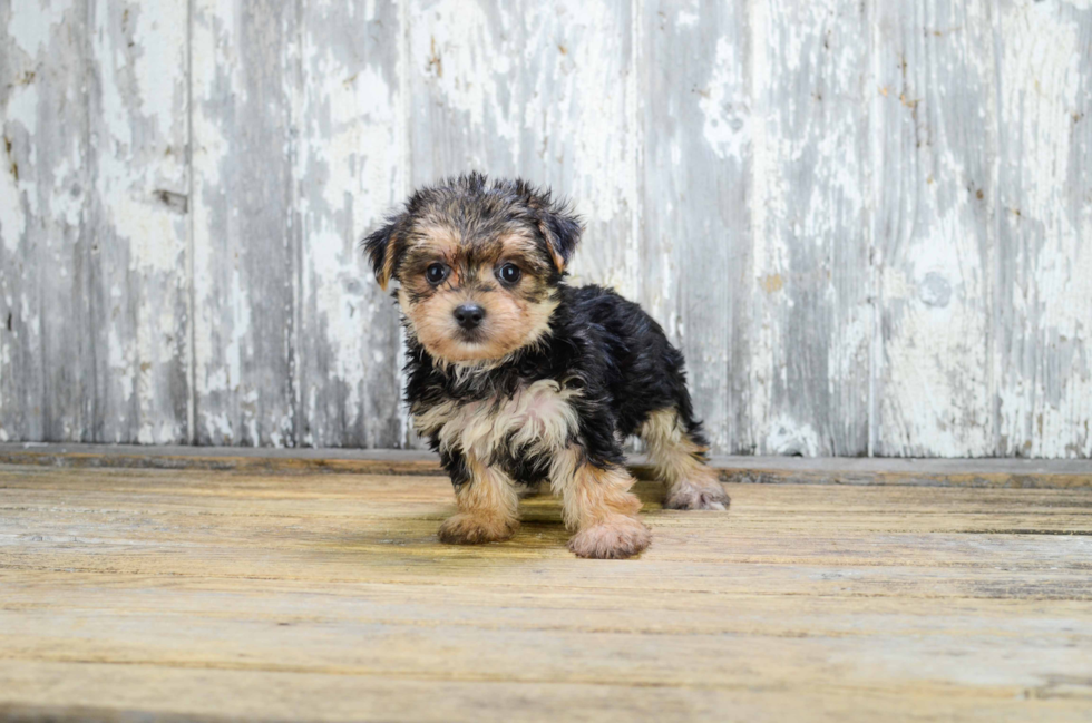 Cute Morkie Baby