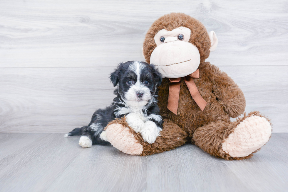 Best Havanese Baby