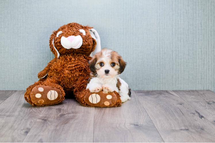 Cavachon Puppy for Adoption