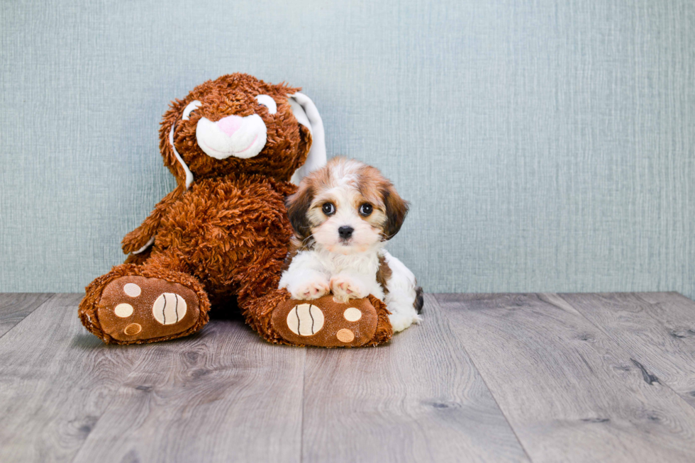 Cavachon Puppy for Adoption