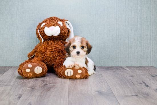 Cavachon Puppy for Adoption