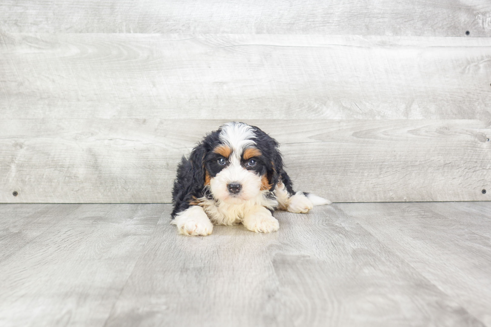 Smart Mini Bernedoodle Poodle Mix Pup