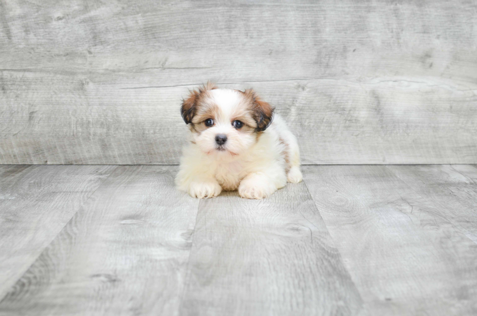 Adorable Shi Chon Designer Puppy