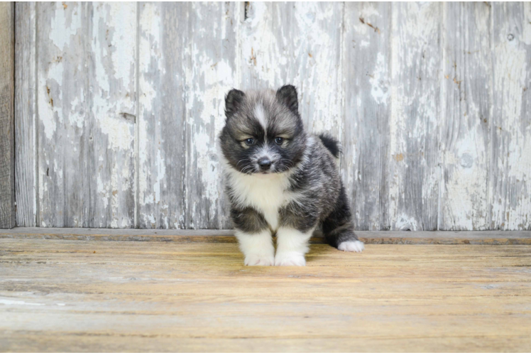 Adorable Mini Husky Designer Puppy