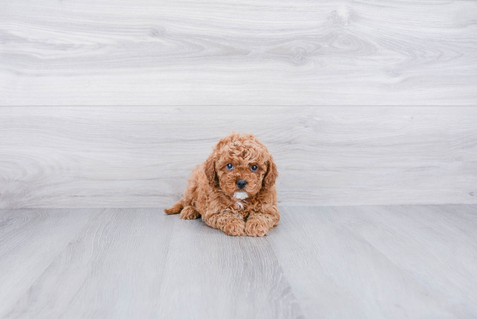 Sweet Cavapoo Baby