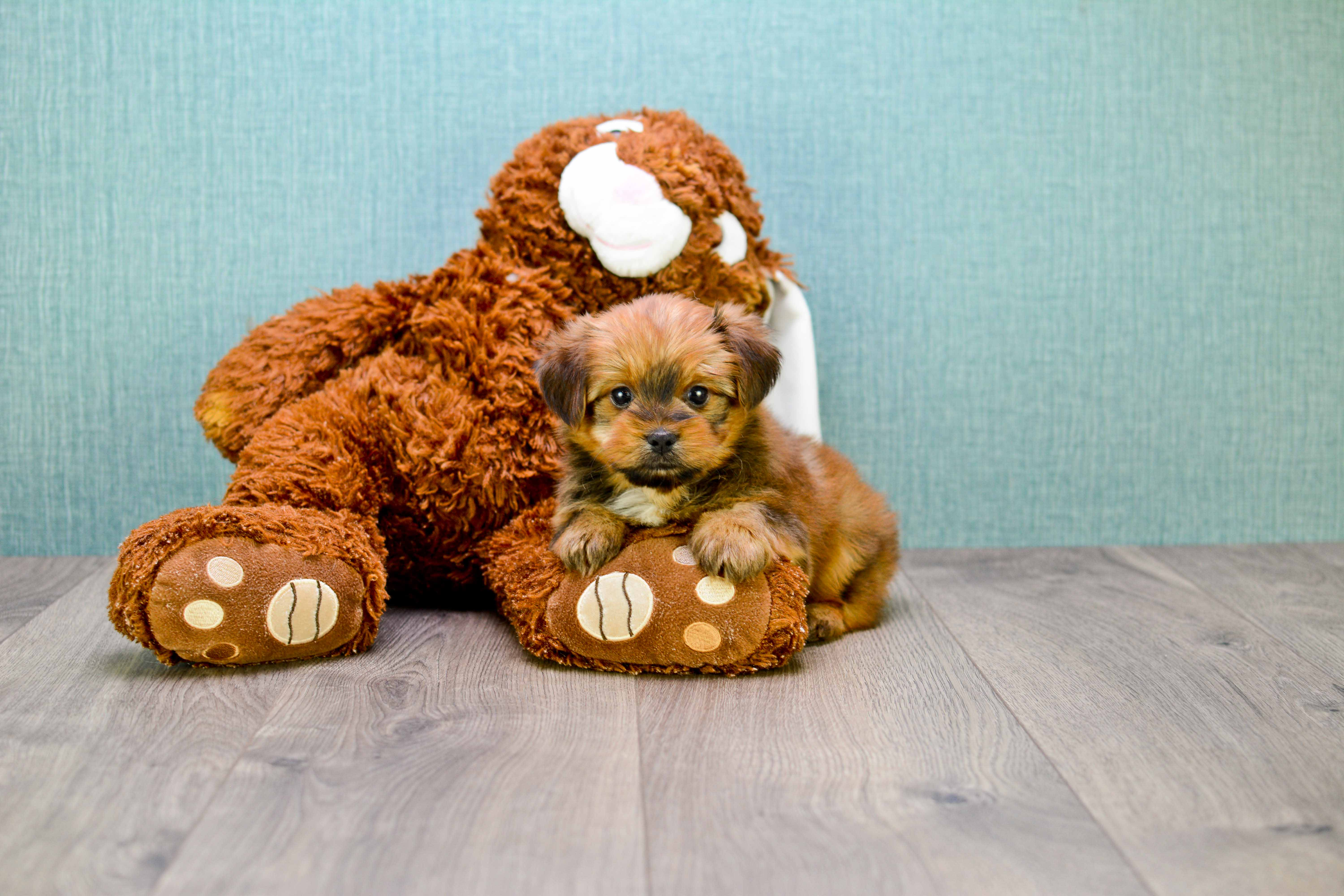Best Shorkie Baby