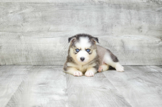 Petite Pomsky Designer Pup