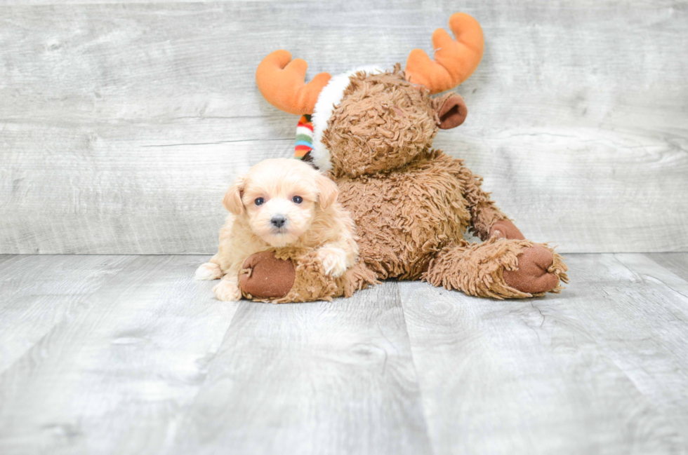 Hypoallergenic Maltese Poodle Poodle Mix Puppy