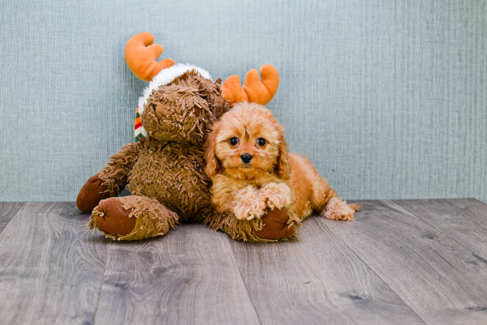 Cavapoo Pup Being Cute