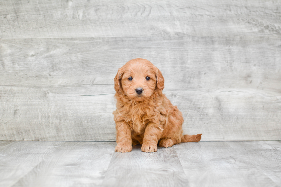 Cute Mini Goldendoodle Baby