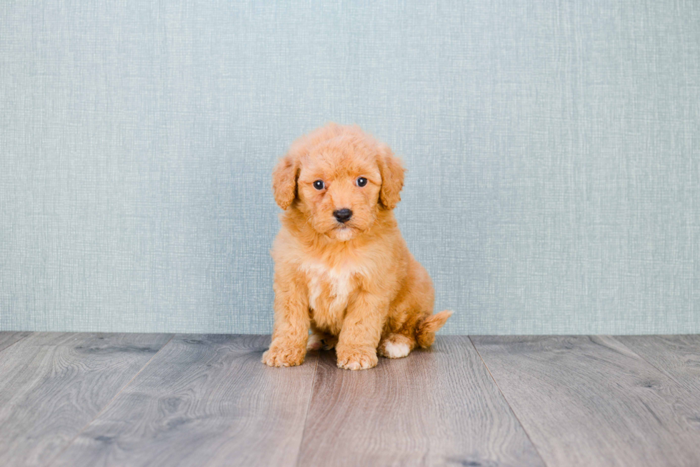 Best Mini Goldendoodle Baby