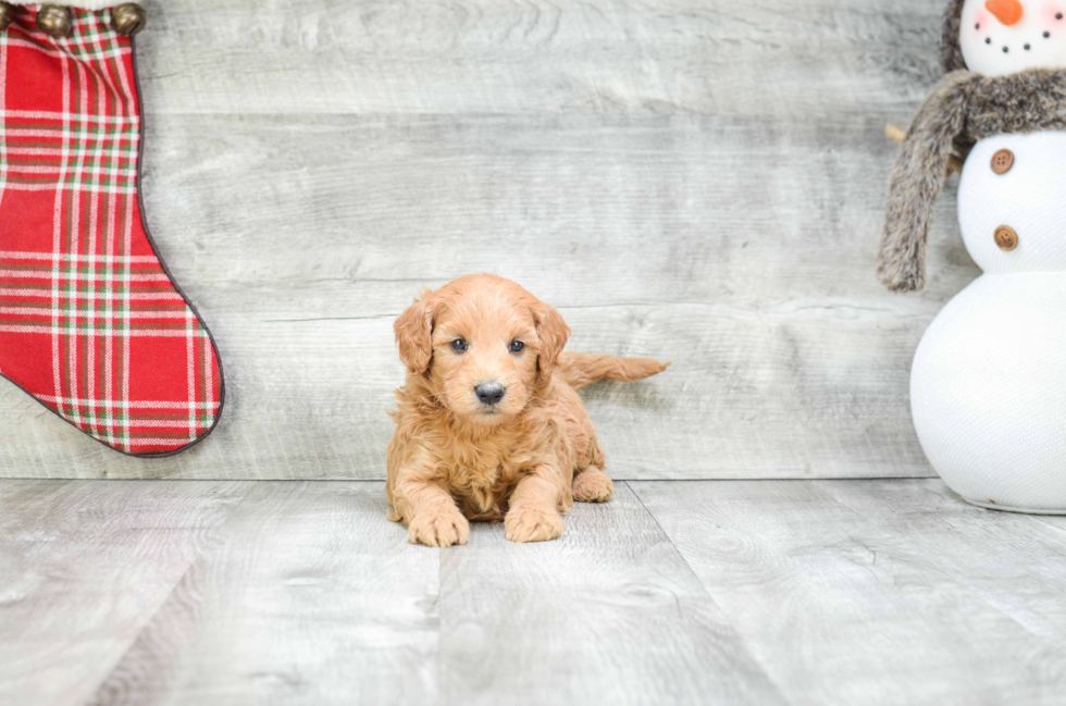 Best Mini Goldendoodle Baby