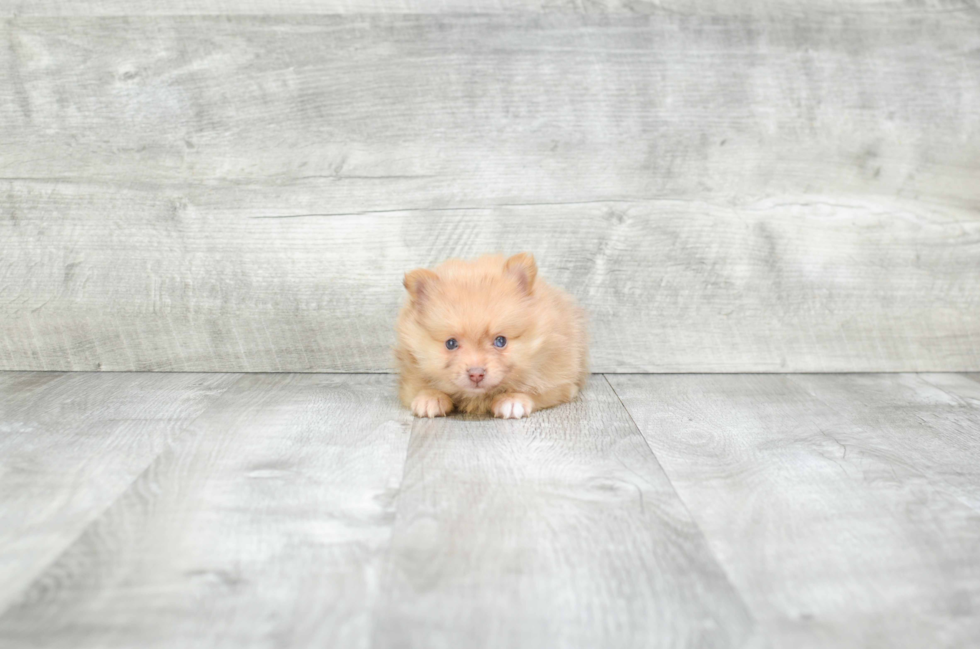 Akc Registered Pomeranian Baby