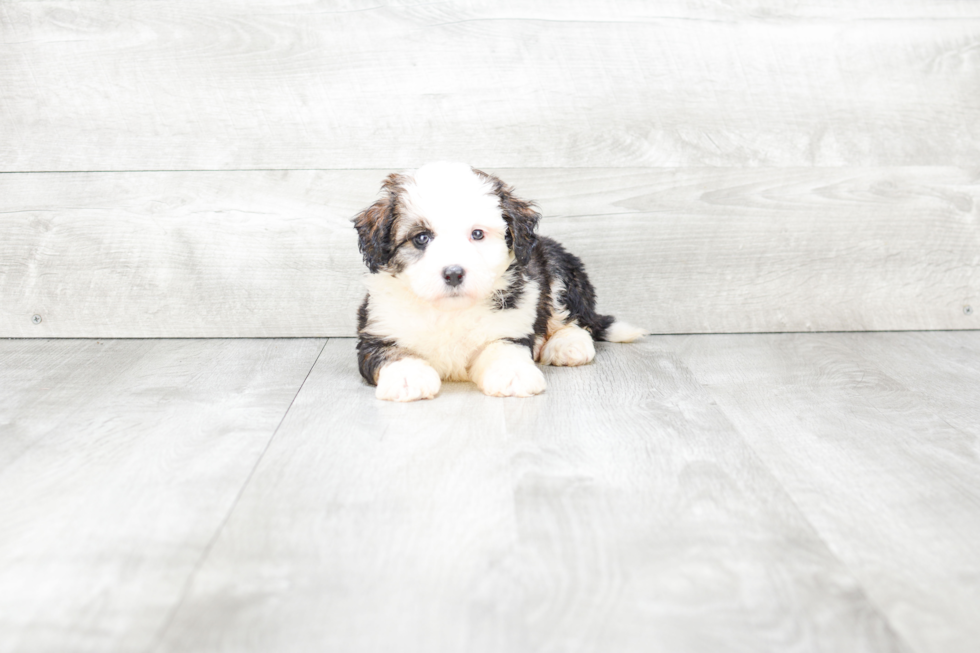 Mini Bernedoodle Pup Being Cute