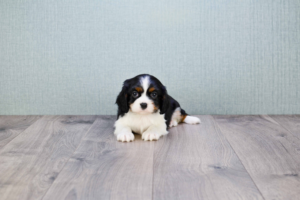 Cute Cavalier King Charles Spaniel Purebred Puppy