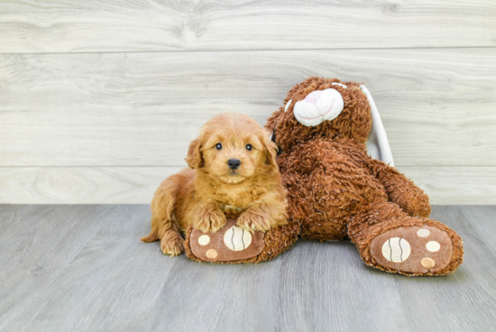 Mini Goldendoodle Puppy for Adoption