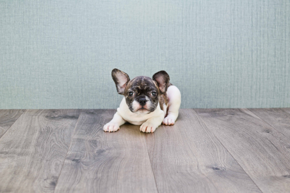 French Bulldog Pup Being Cute