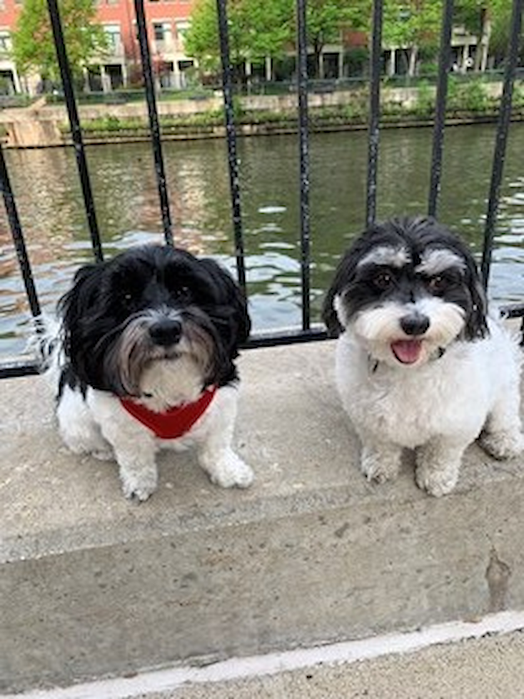 Small Havanese Pup