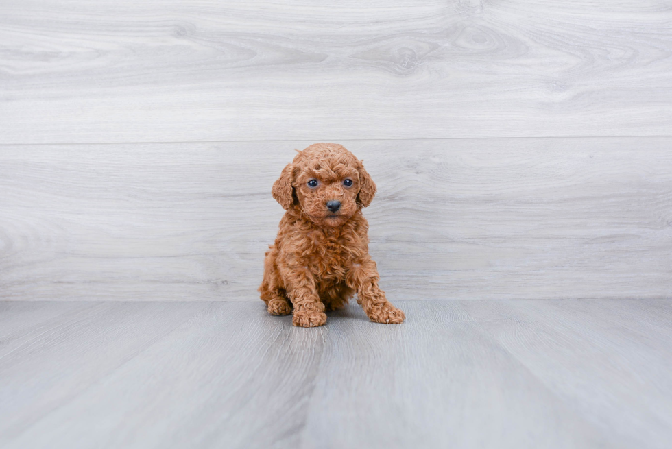 Poodle Pup Being Cute