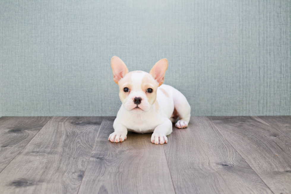 Funny French Bulldog Purebred Pup