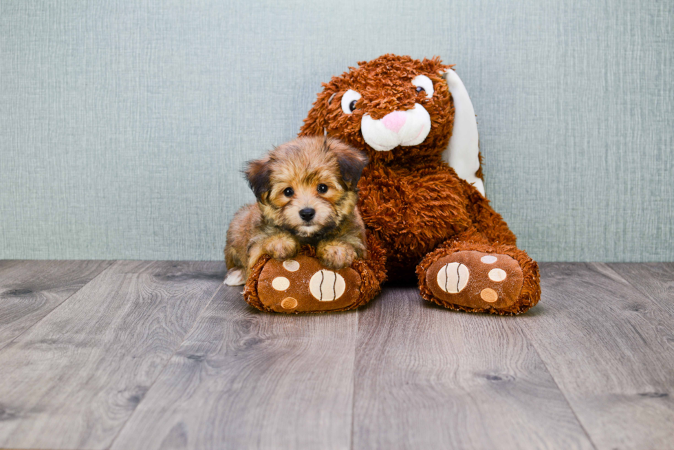 Energetic Yorkie Designer Puppy