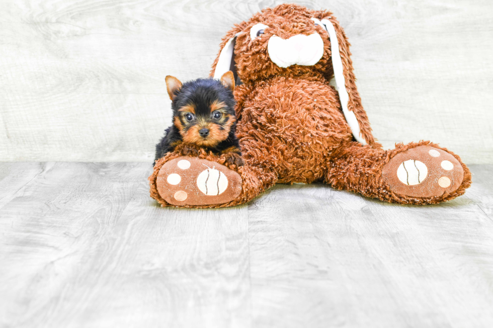 Meet Ronaldo - our Yorkshire Terrier Puppy Photo 