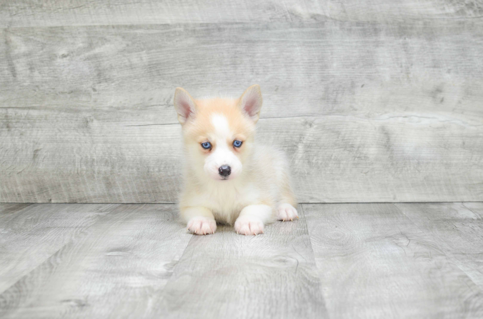 Pomsky Pup Being Cute