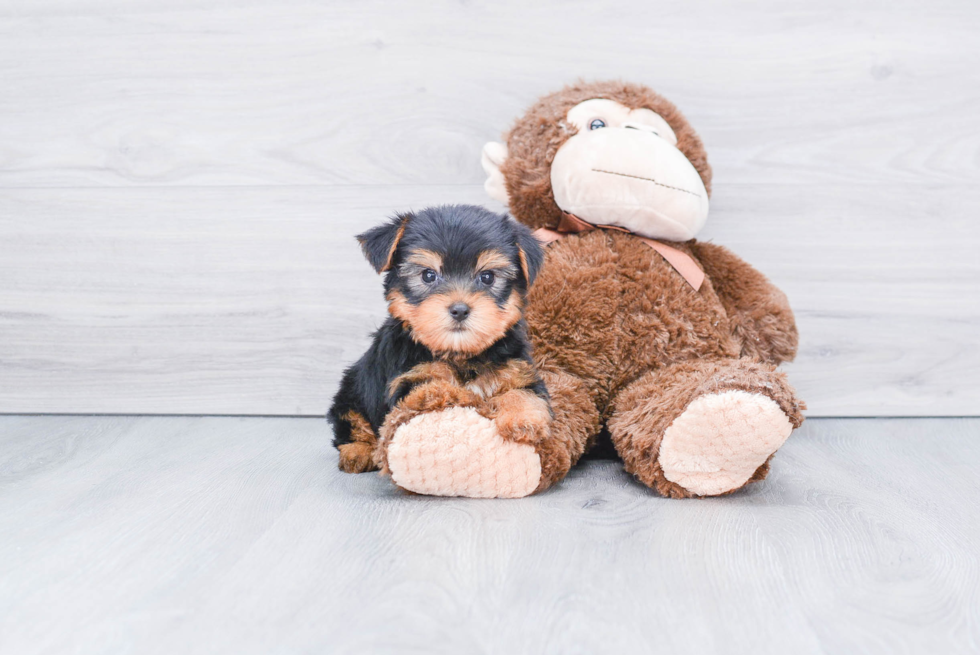 Meet Jeremy - our Yorkshire Terrier Puppy Photo 