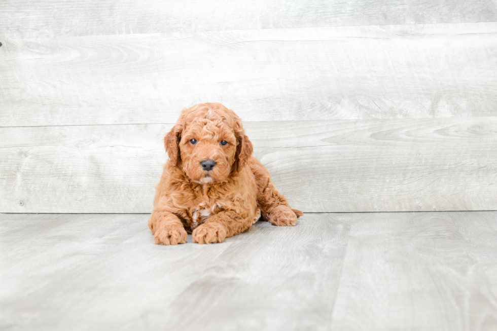 Friendly Mini Goldendoodle Baby