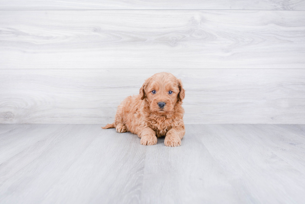 Happy Mini Goldendoodle Baby