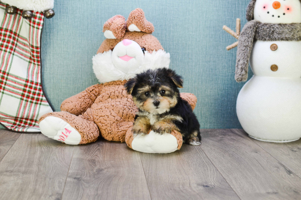 Hypoallergenic Yorkie Designer Puppy