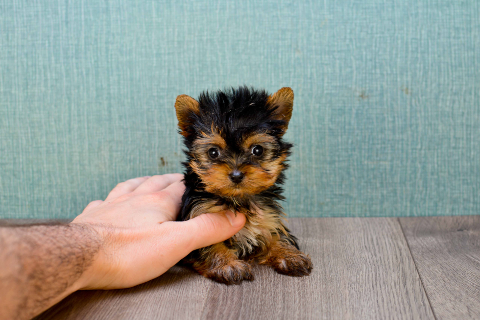 Meet Giselle - our Yorkshire Terrier Puppy Photo 