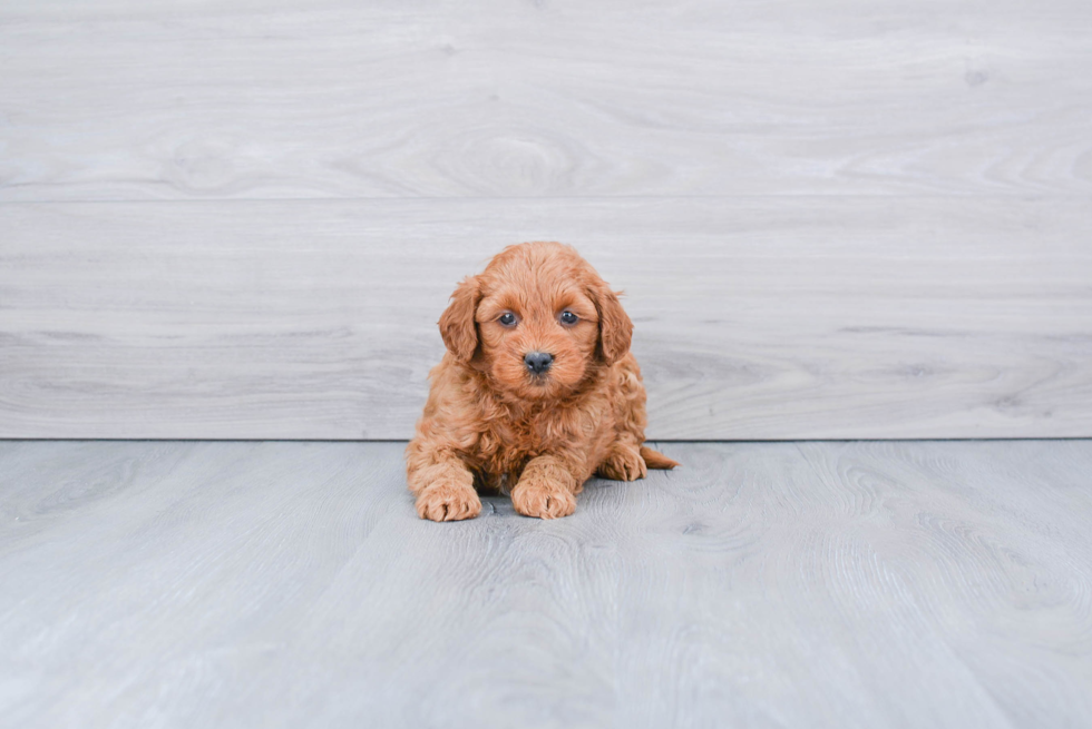 Smart Mini Goldendoodle Poodle Mix Pup