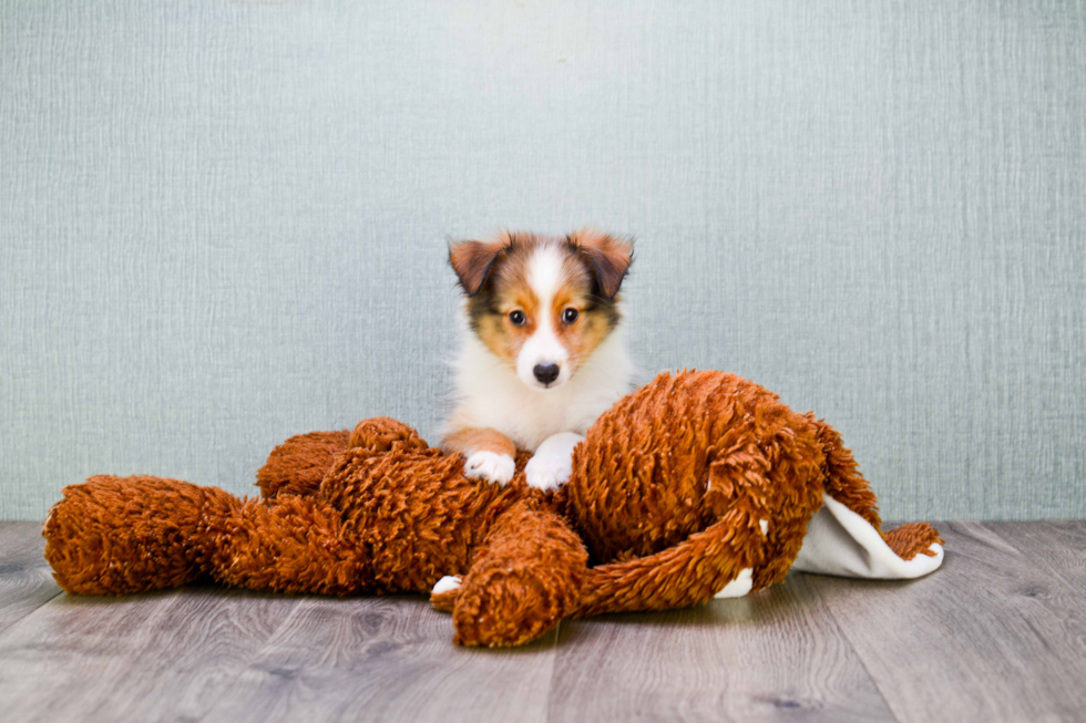 Sheltie Puppy for Adoption