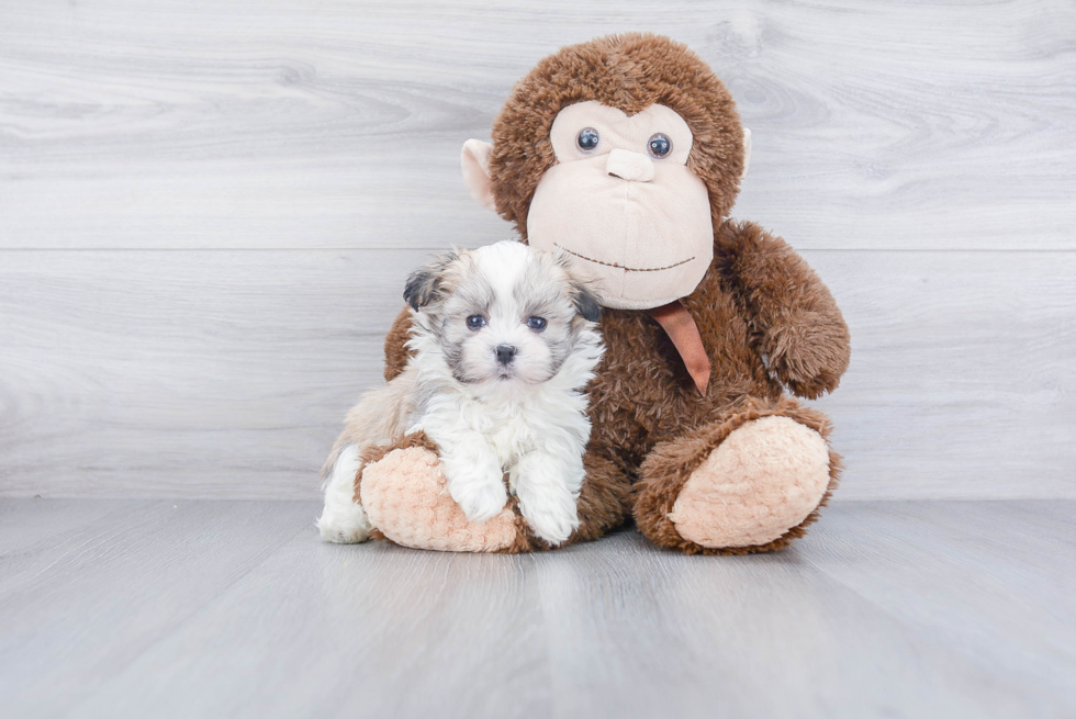 Small Havanese Purebred Pup