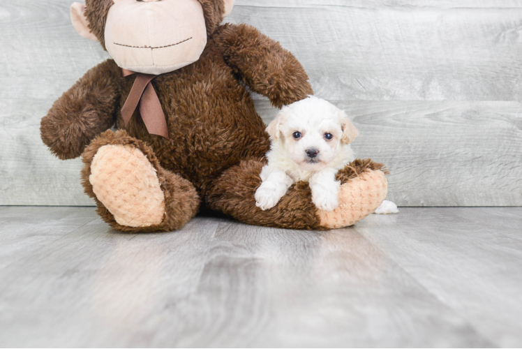 Best Maltipoo Baby