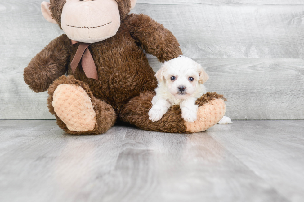 Best Maltipoo Baby
